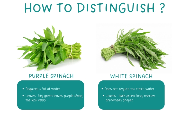 How to distinguish between water spinach? 